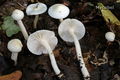 Hygrophorus cossus